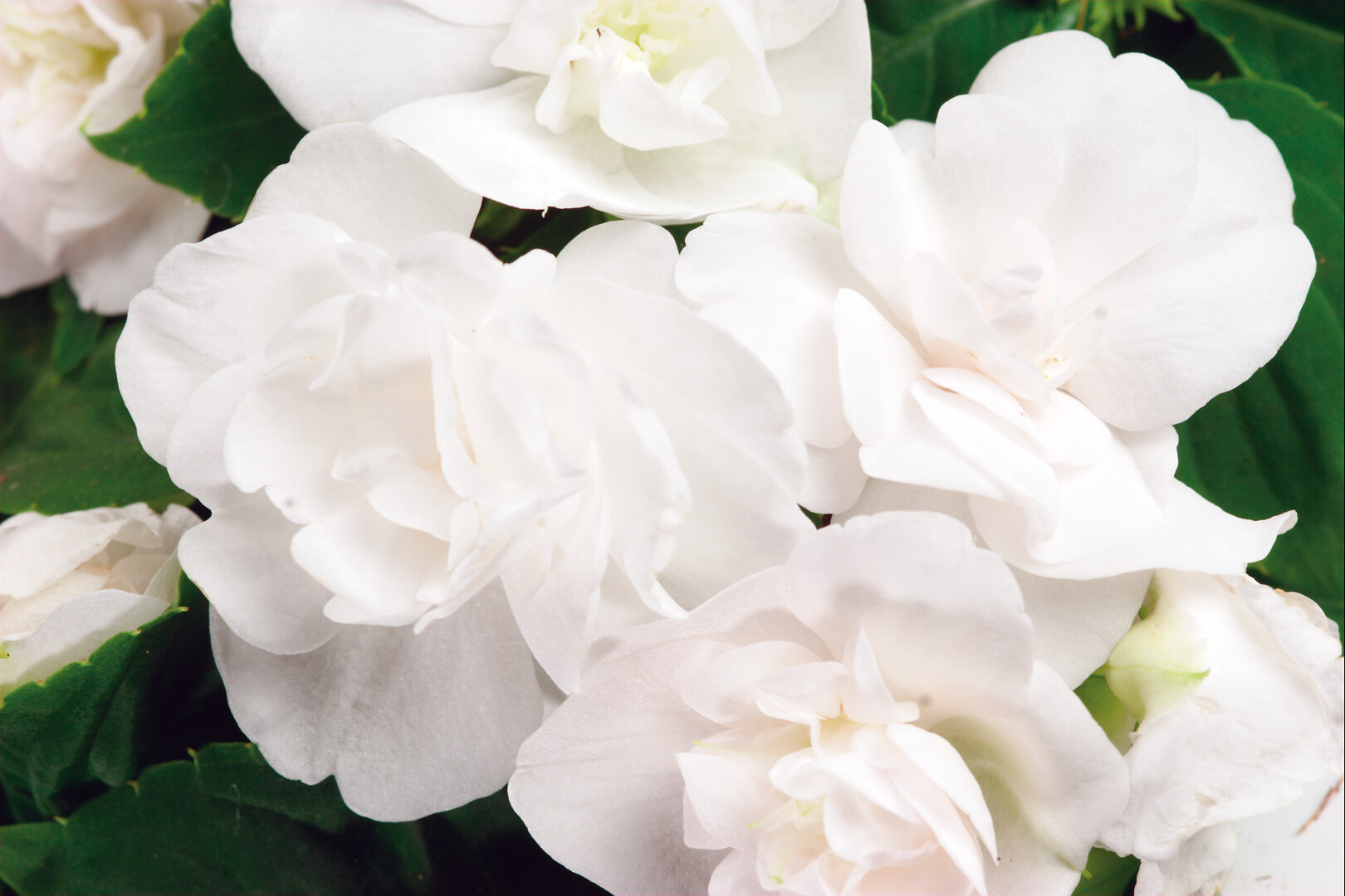 Impatiens walleriana Silhouette White