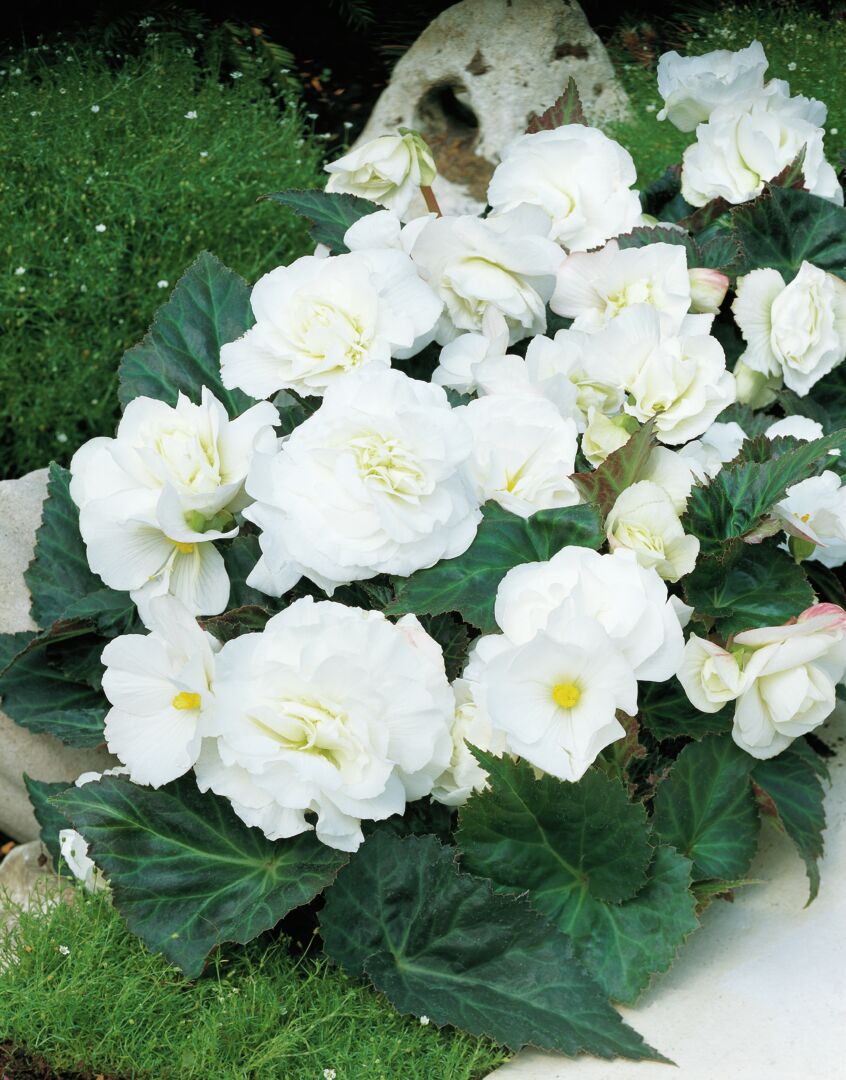 Begonia tuberhybrida Nonstop White