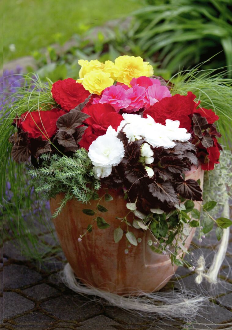 Begonia tuberhybrida Nonstop Mocca Formula Mix