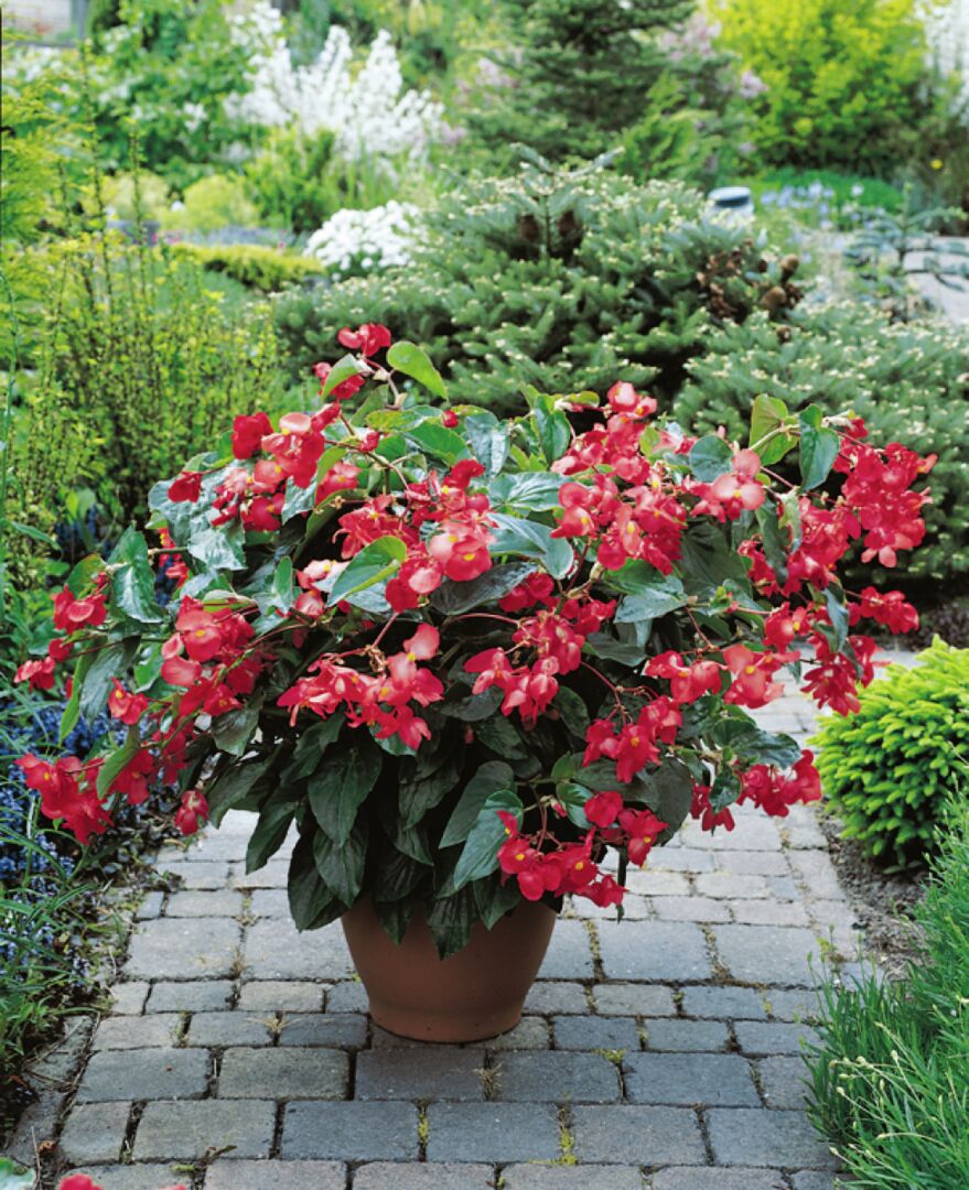 Begonia semperflorens Dragon Wing Red