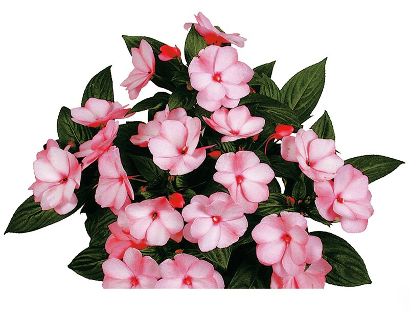 Impatiens hawkeri Paradise Coiba
