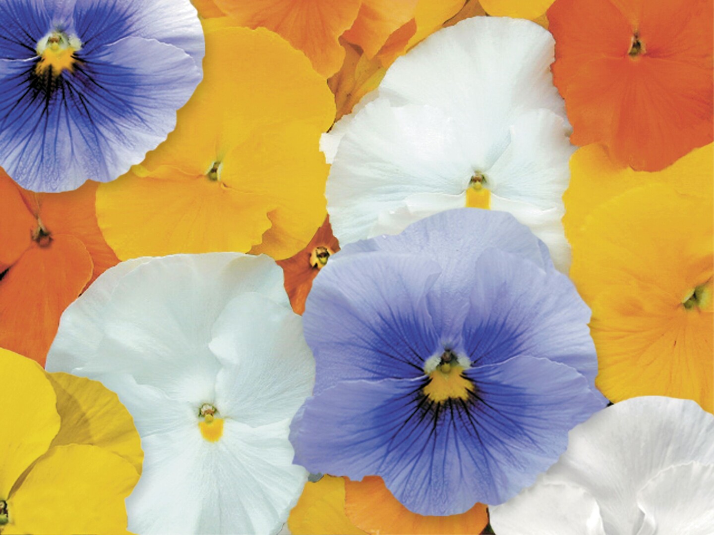 Viola wittrockiana Delta® Summer Skies Mix