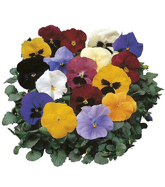Viola wittrockiana Delta® All Colours Mix