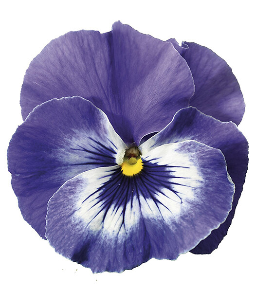 Viola wittrockiana Delta® Marina