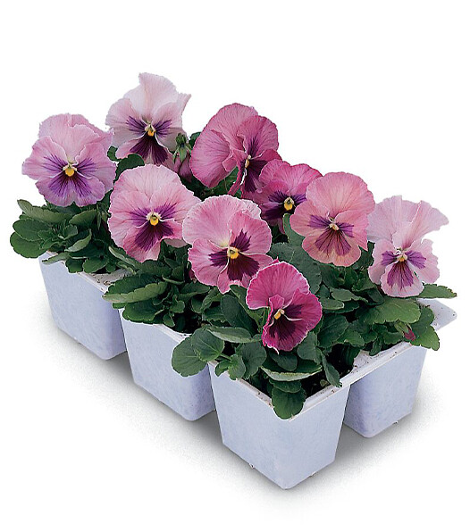 Viola wittrockiana Delta® Pink Shades