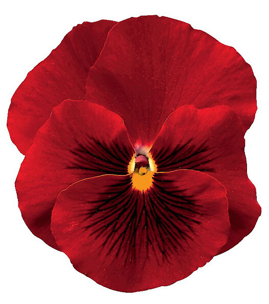 Viola wittrockiana Delta® Pure Red