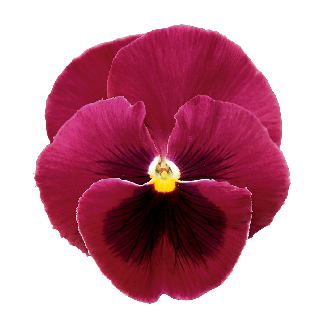 Viola wittrockiana Delta® Rose With Blotch