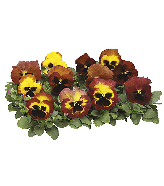 Viola wittrockiana Delta® Fire Surprise