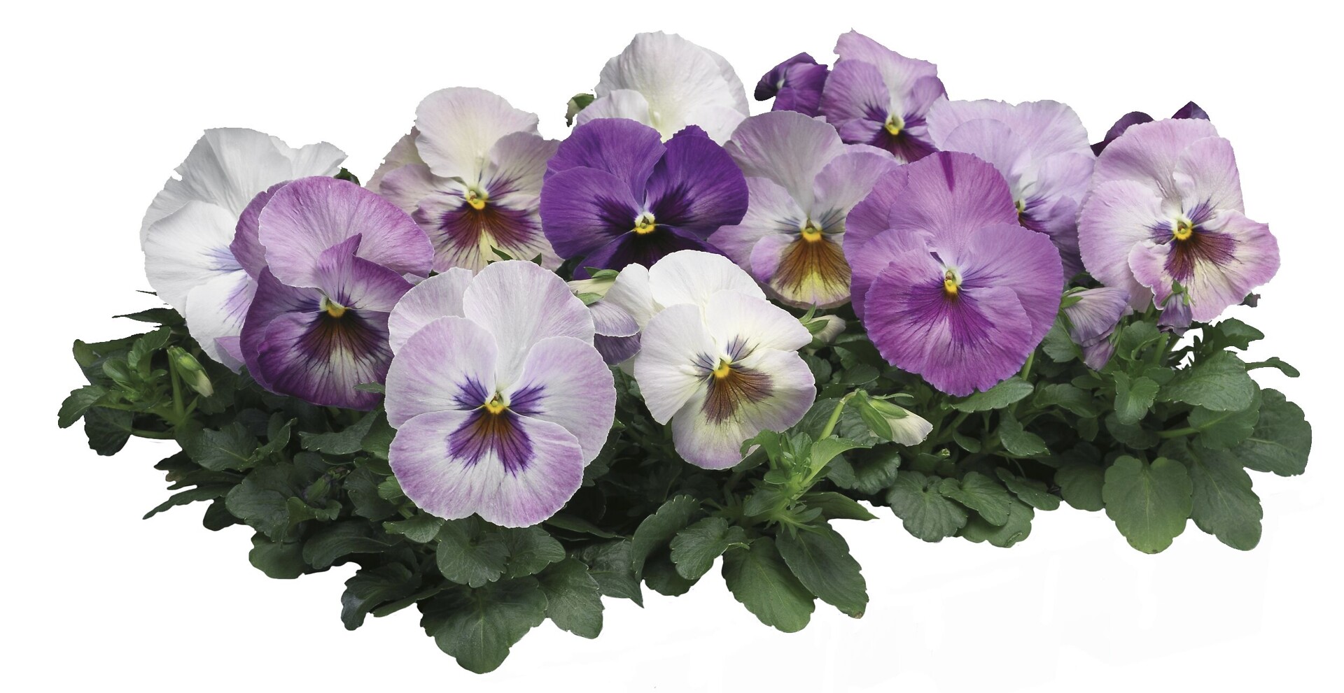 Viola wittrockiana Delta® Purple Surprise