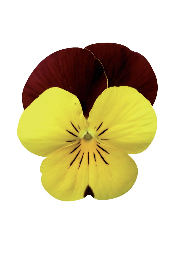 Viola cornuta Endurio® Yellow With Red Wing