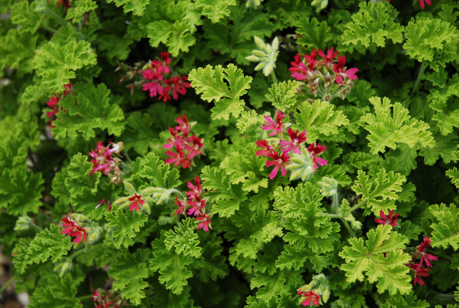 Pelargonium x species Concolor Lace
