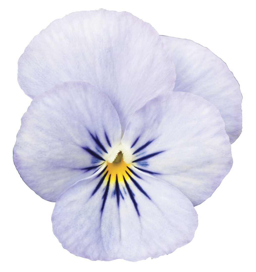 Viola cornuta Endurio® Sky Blue Martien