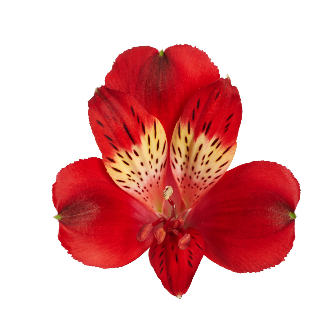 Alstroemeria hybrid Inticancha® Doba