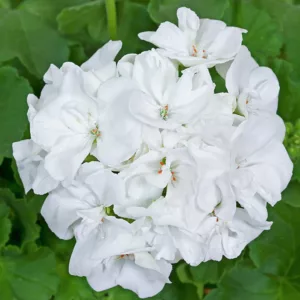 Pelargonium zonale Classic White