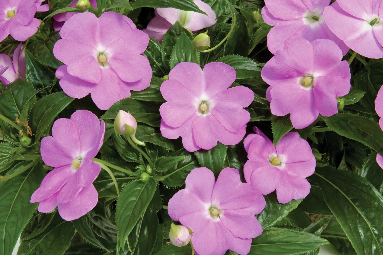 Impatiens hawkeri Sonic® Light Lavender