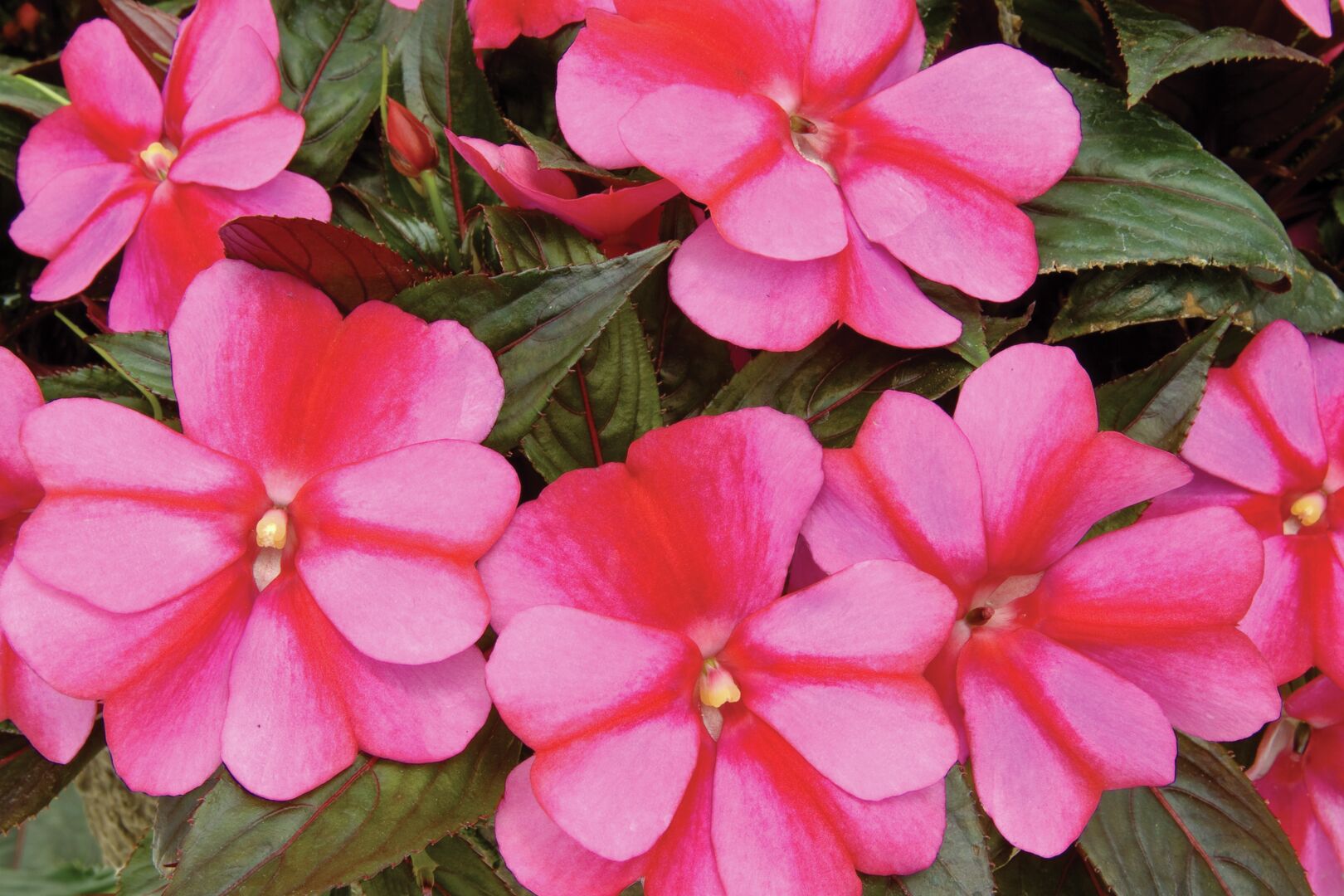 Impatiens hawkeri Sonic® Sweet Purple