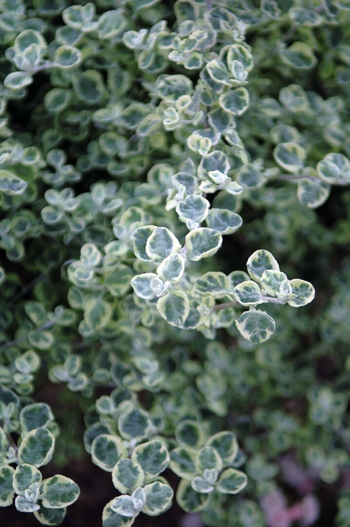 Helichrysum petiolare Variegata