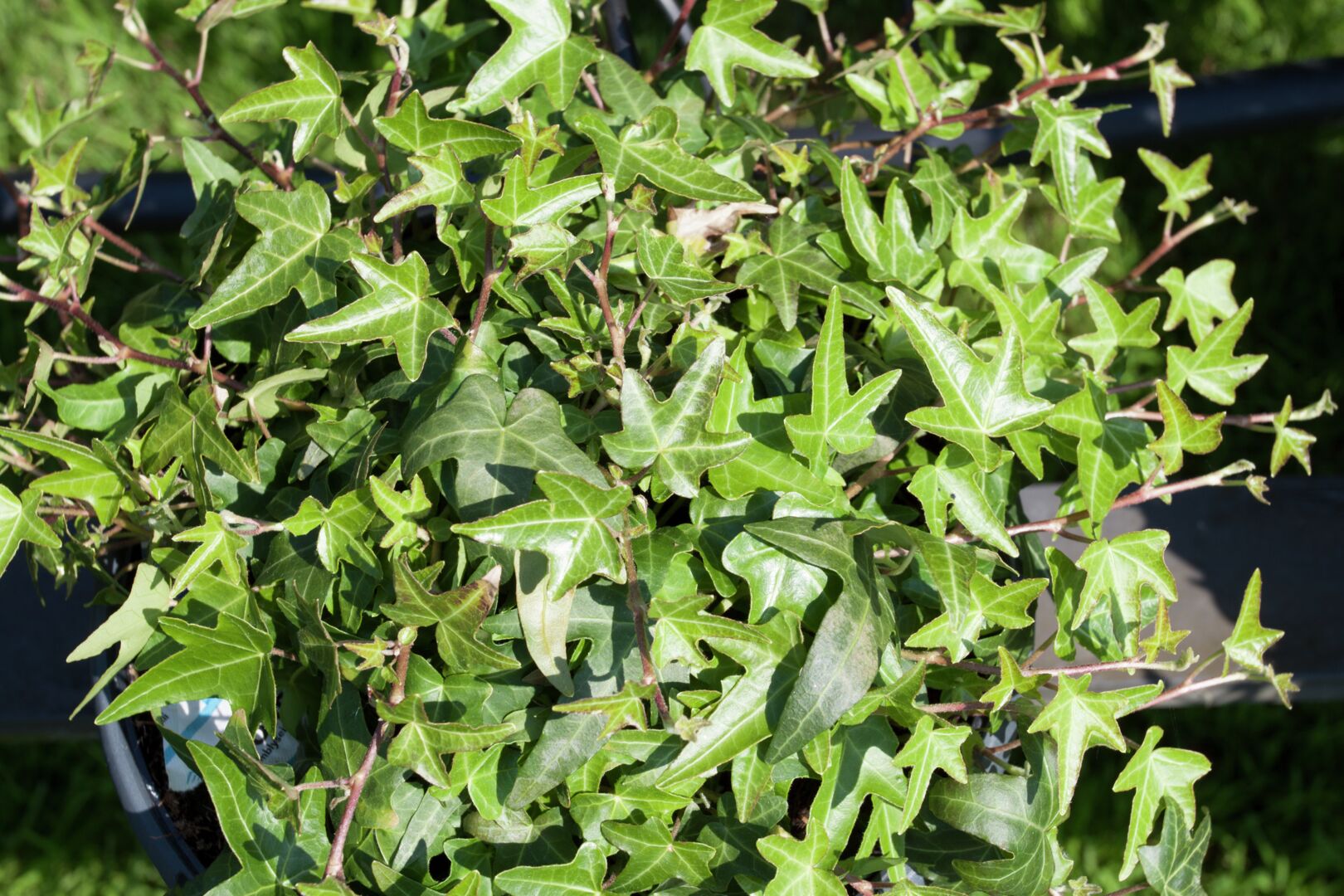 Hedera helix Jacobine