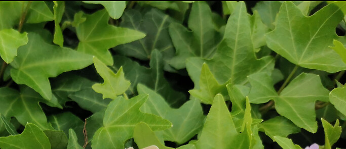 Hedera helix Jacobine - Schetelig