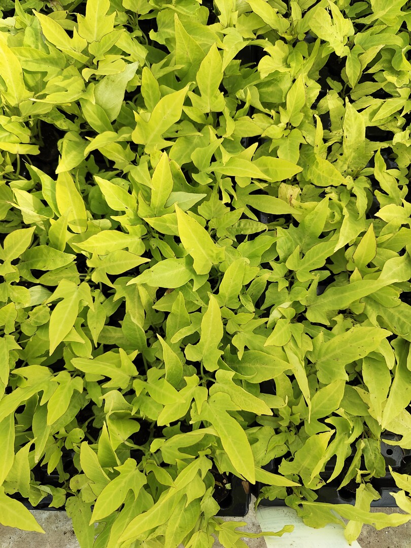Ipomoea Compact Yellow