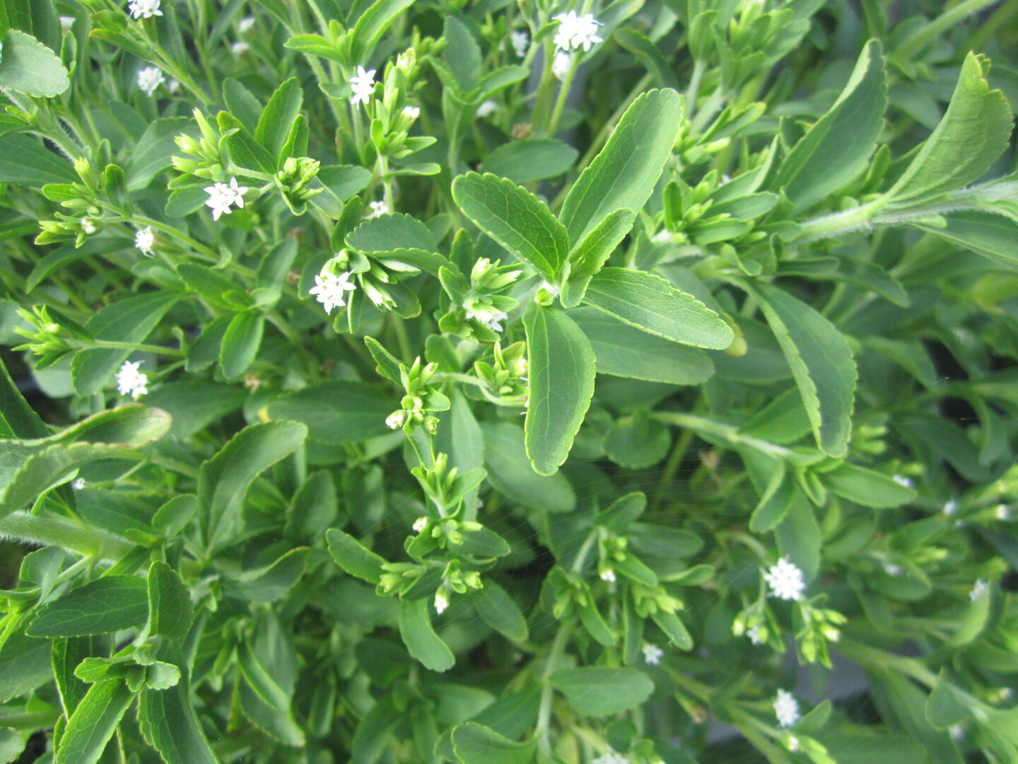 Stevia rebaudiana 'Sweet Leaf'