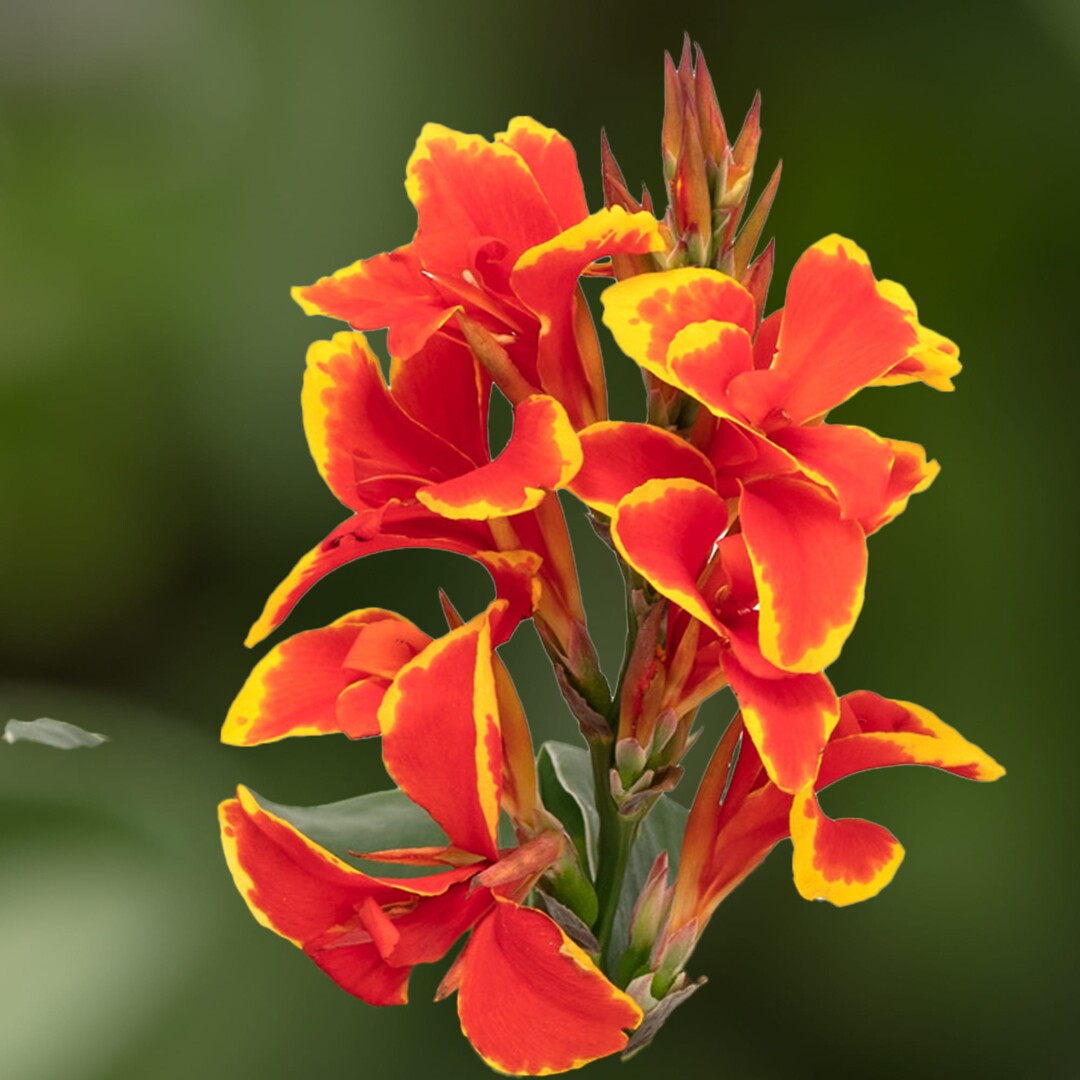 Canna Cannova Red Golden Flame