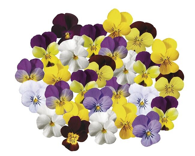 Viola cornuta Endurio® Complete Mix