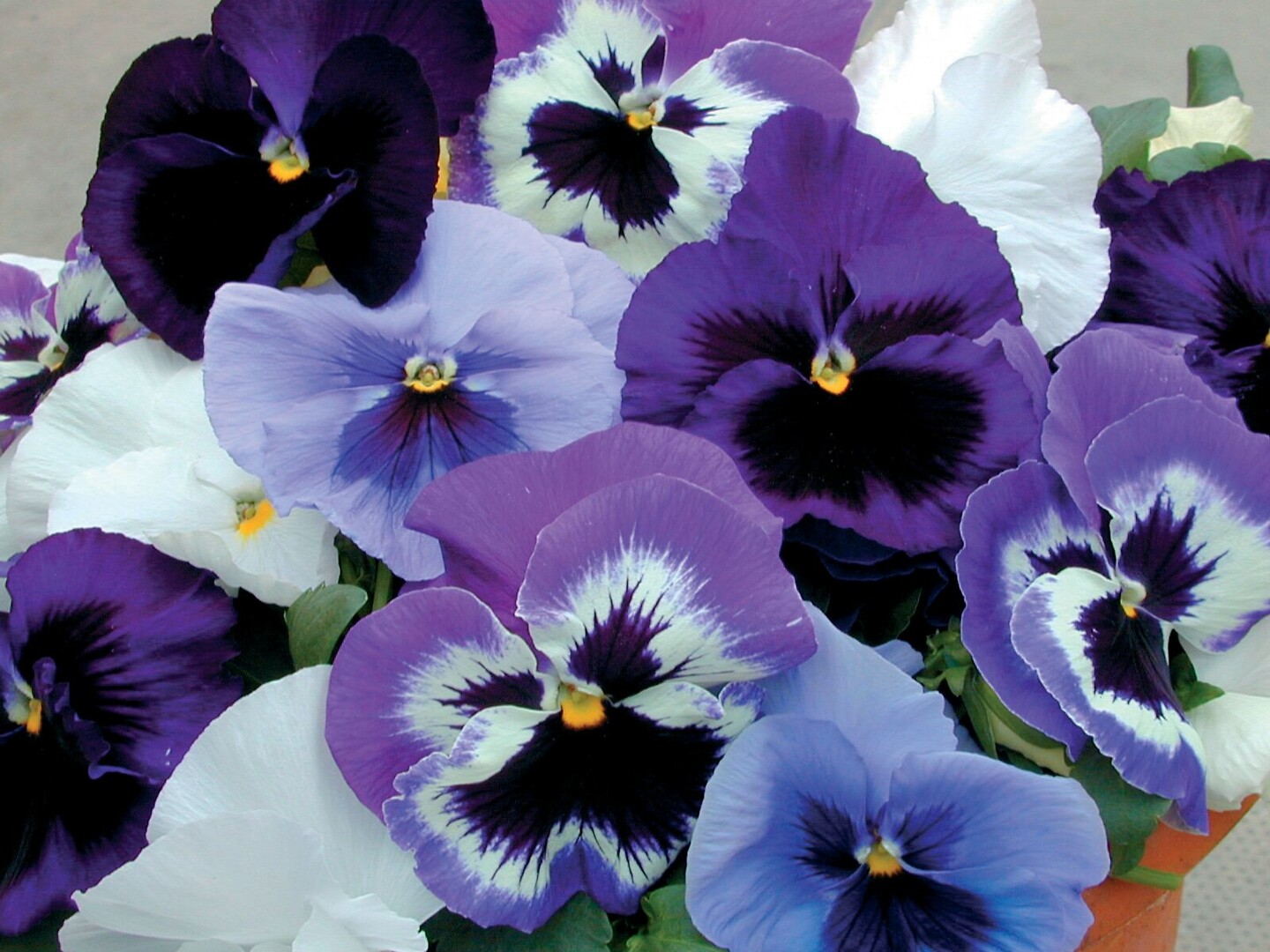 Viola wittrockiana Delta® Rhythm And Blues Mix