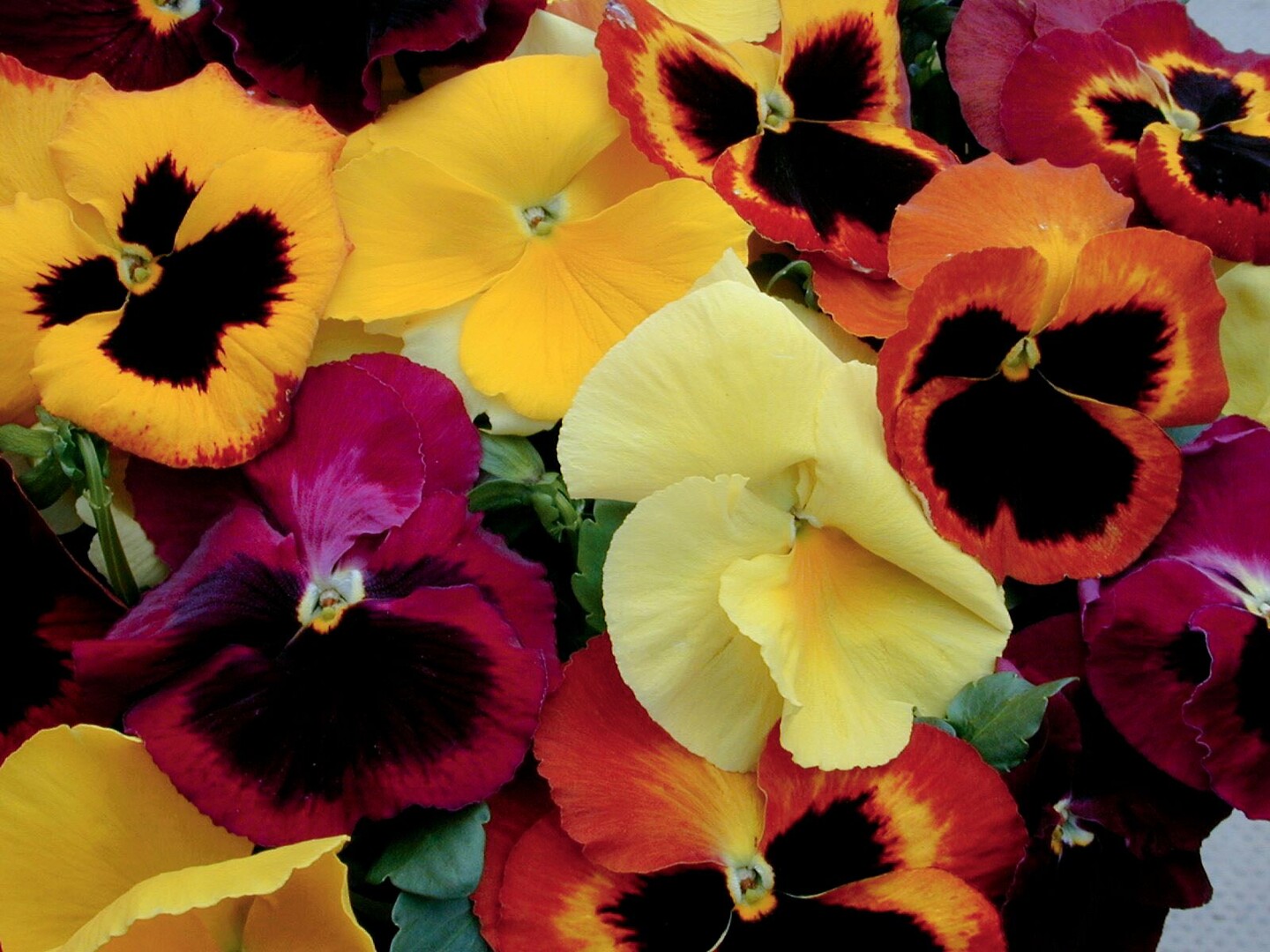 Viola wittrockiana Delta® Inferno Mix
