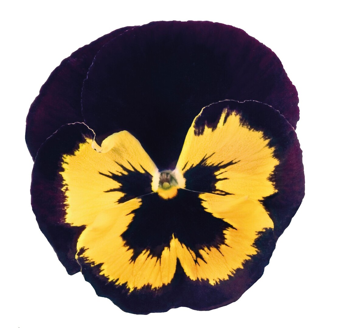 Viola wittrockiana Select Violet&Yellow