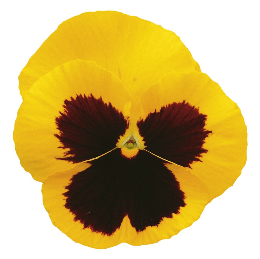 Viola wittrockiana Delta® Gold With Blotch