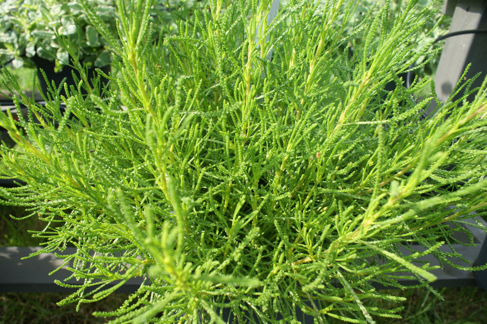 Santolina viridis 'Olivia'