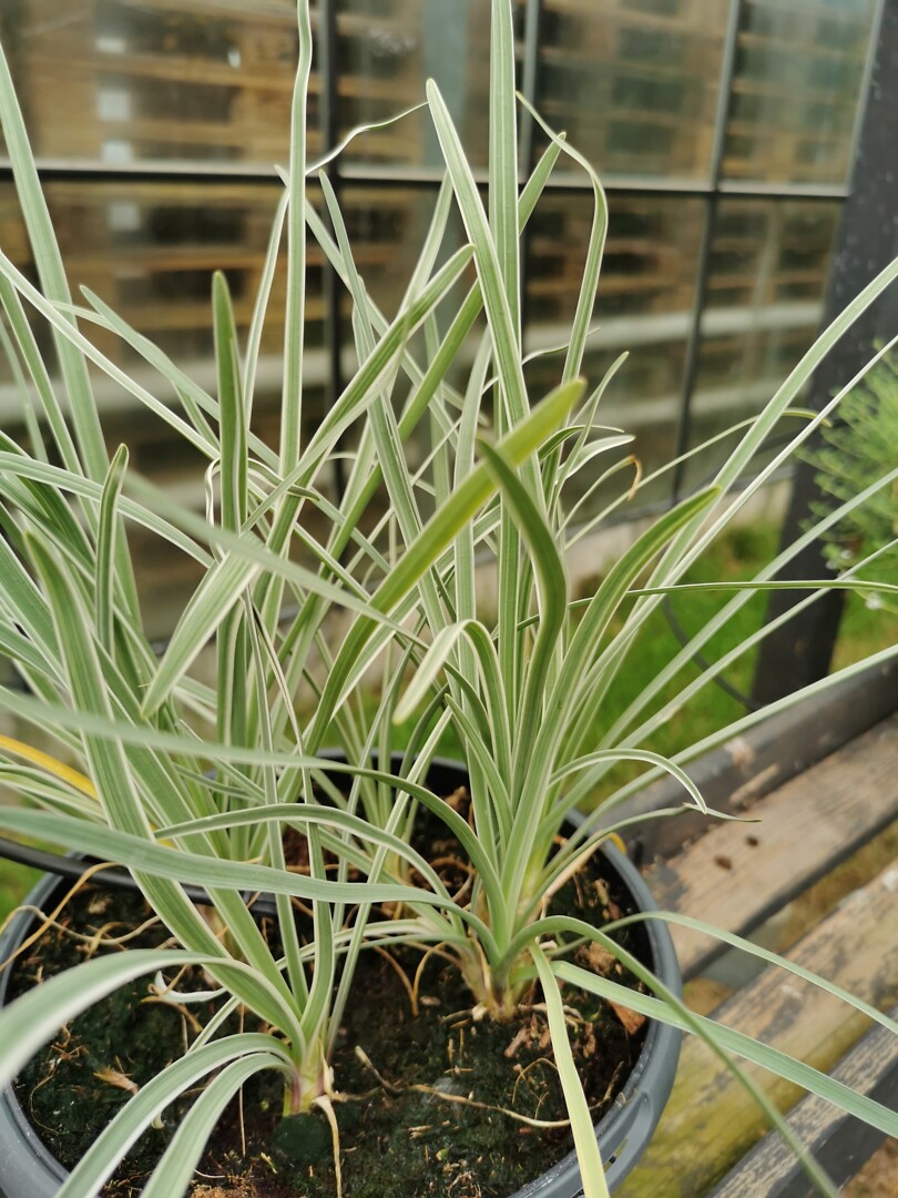Tulbaghia violaceae Variegata, 'Kuvernöörinkukka'