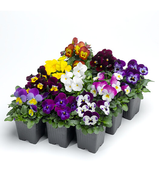 Viola cornuta Deltini Mix