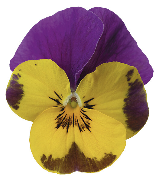 Viola cornuta Deltini Yellow And Purple