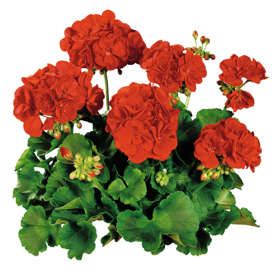 Pelargonium zonale Compact Line Vulkan Imp