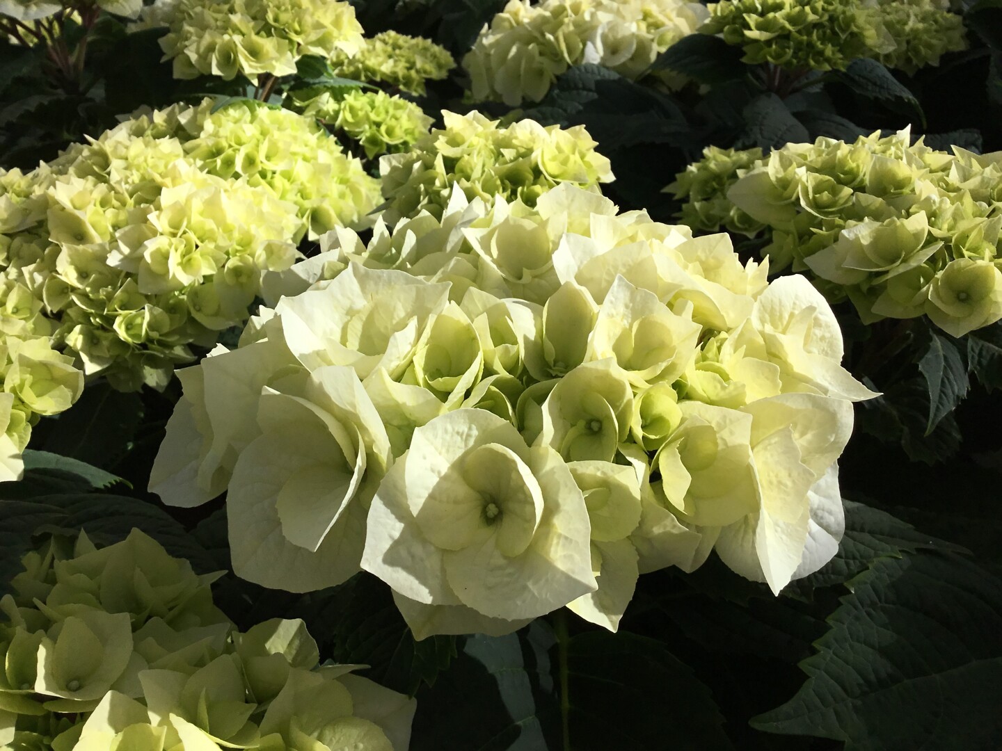 Hydrangea macrophylla Vanilla Sky