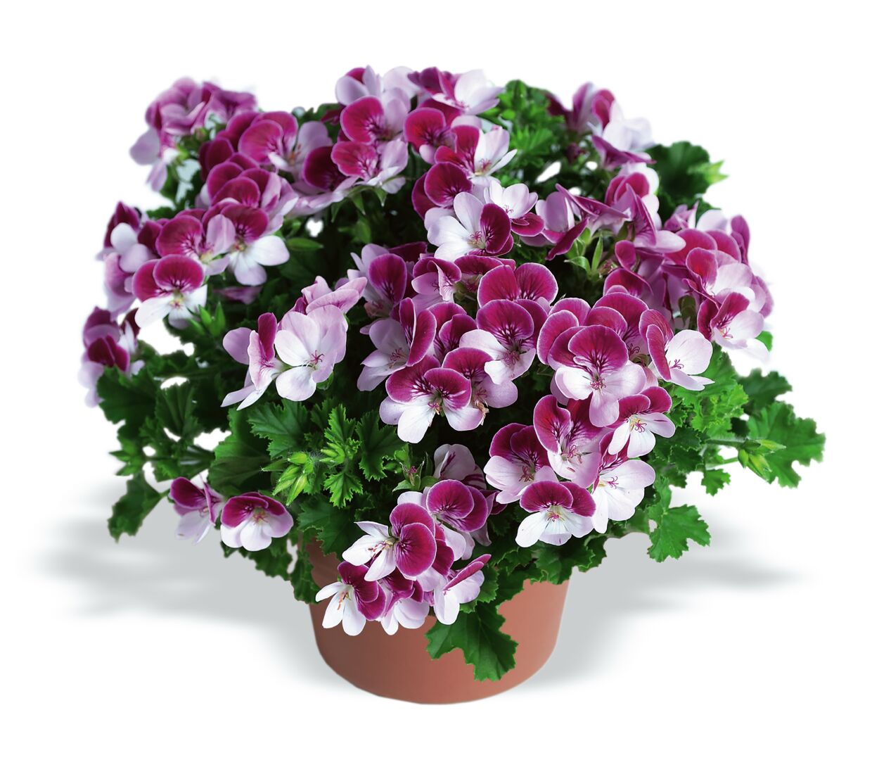 Pelargonium domesticum Angel Bicolor