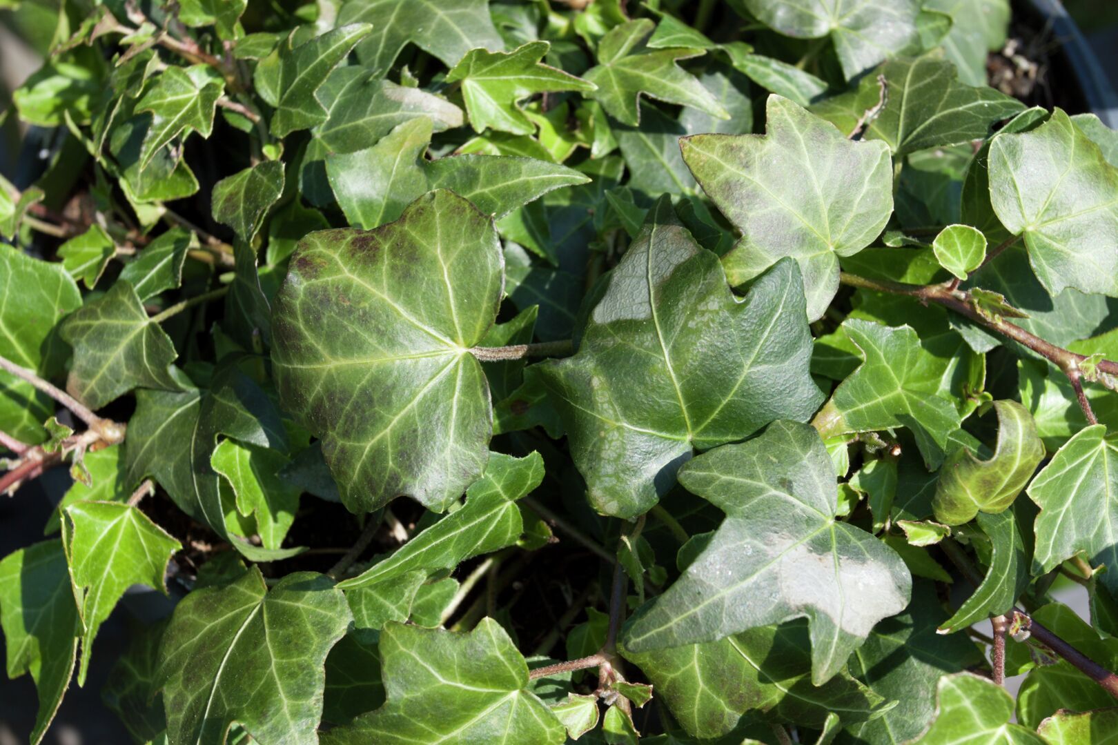 Hedera helix Elja