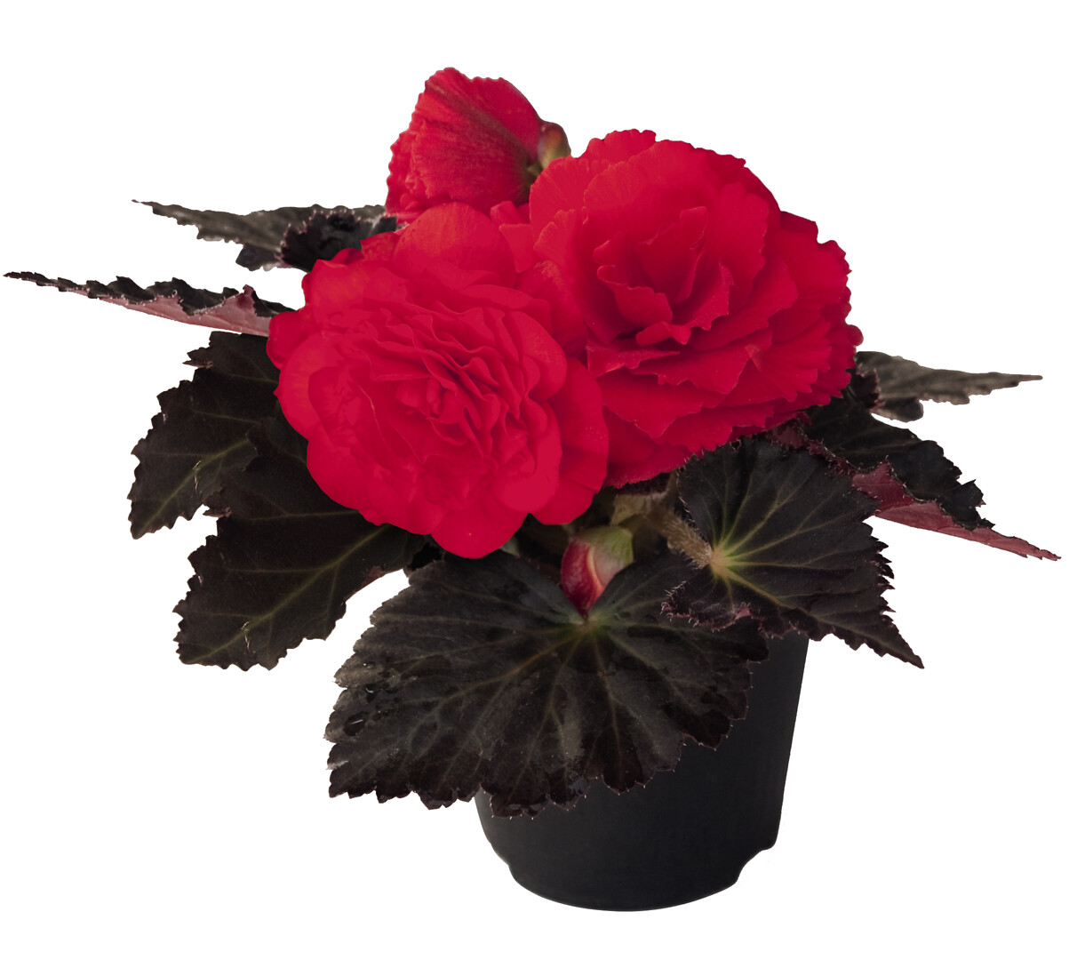Begonia tuberhybrida Nonstop Mocca Cherry