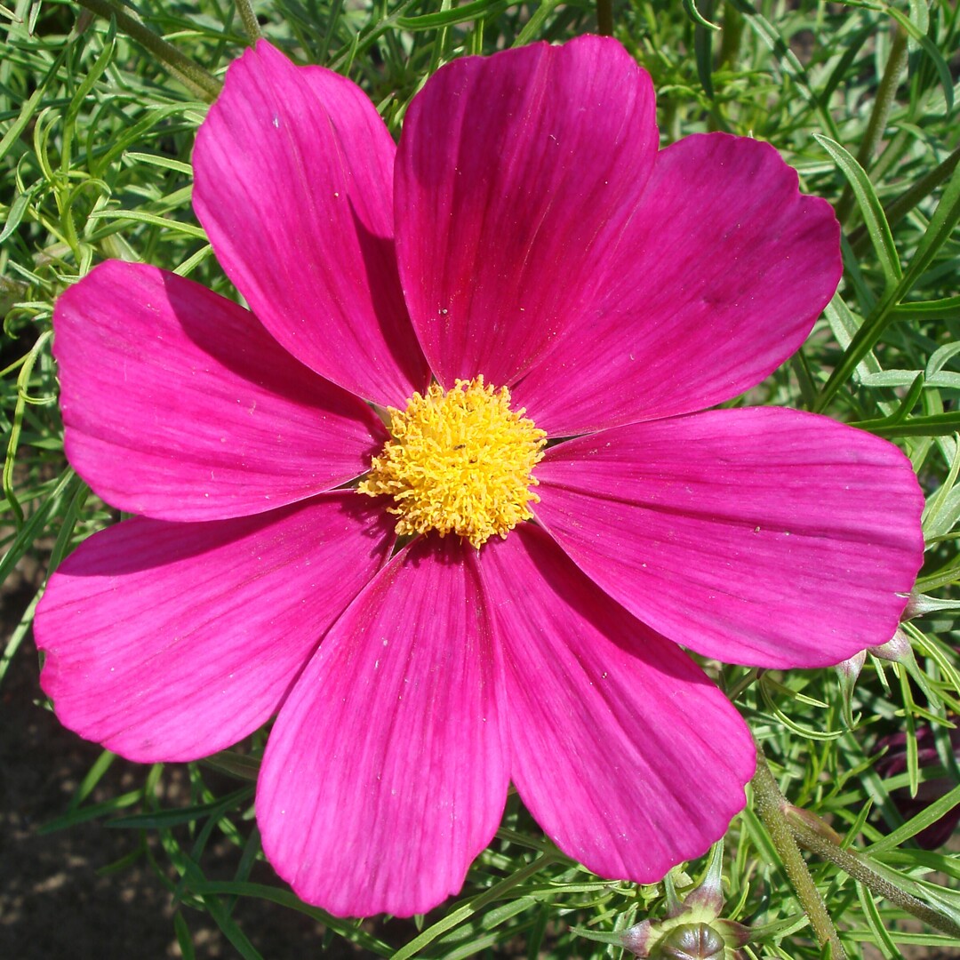 Cosmos Casanova Violet