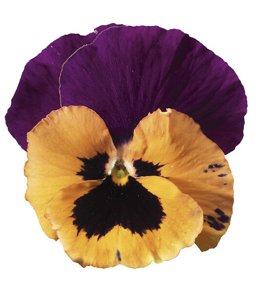 Viola wittrockiana Select Orange Queen