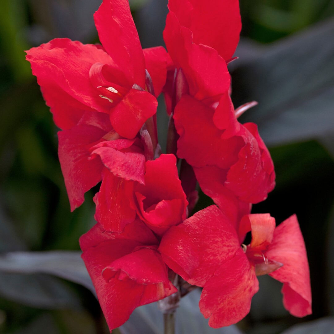 Canna Cannova Scarlet Bronze Leaf