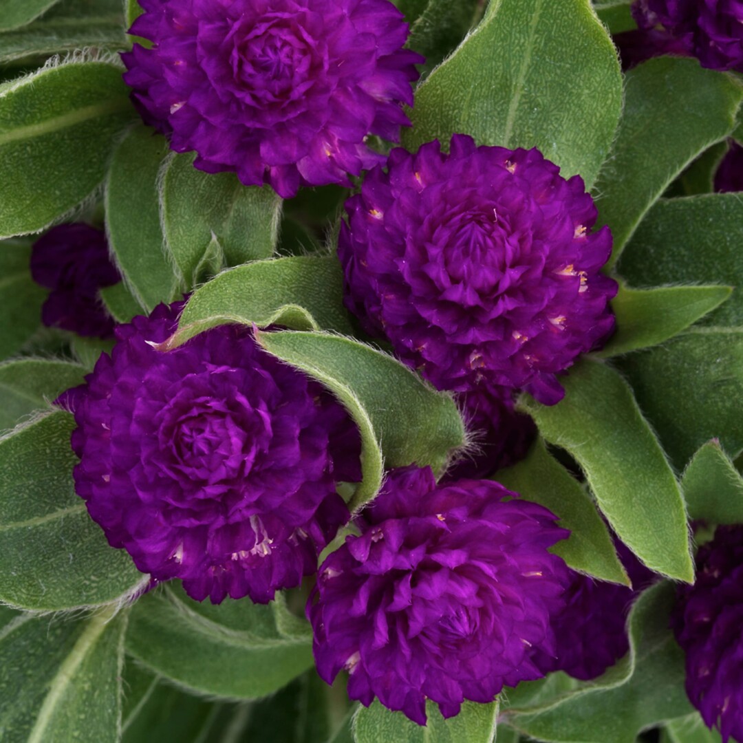 Gomphrena globosa Holly Violet