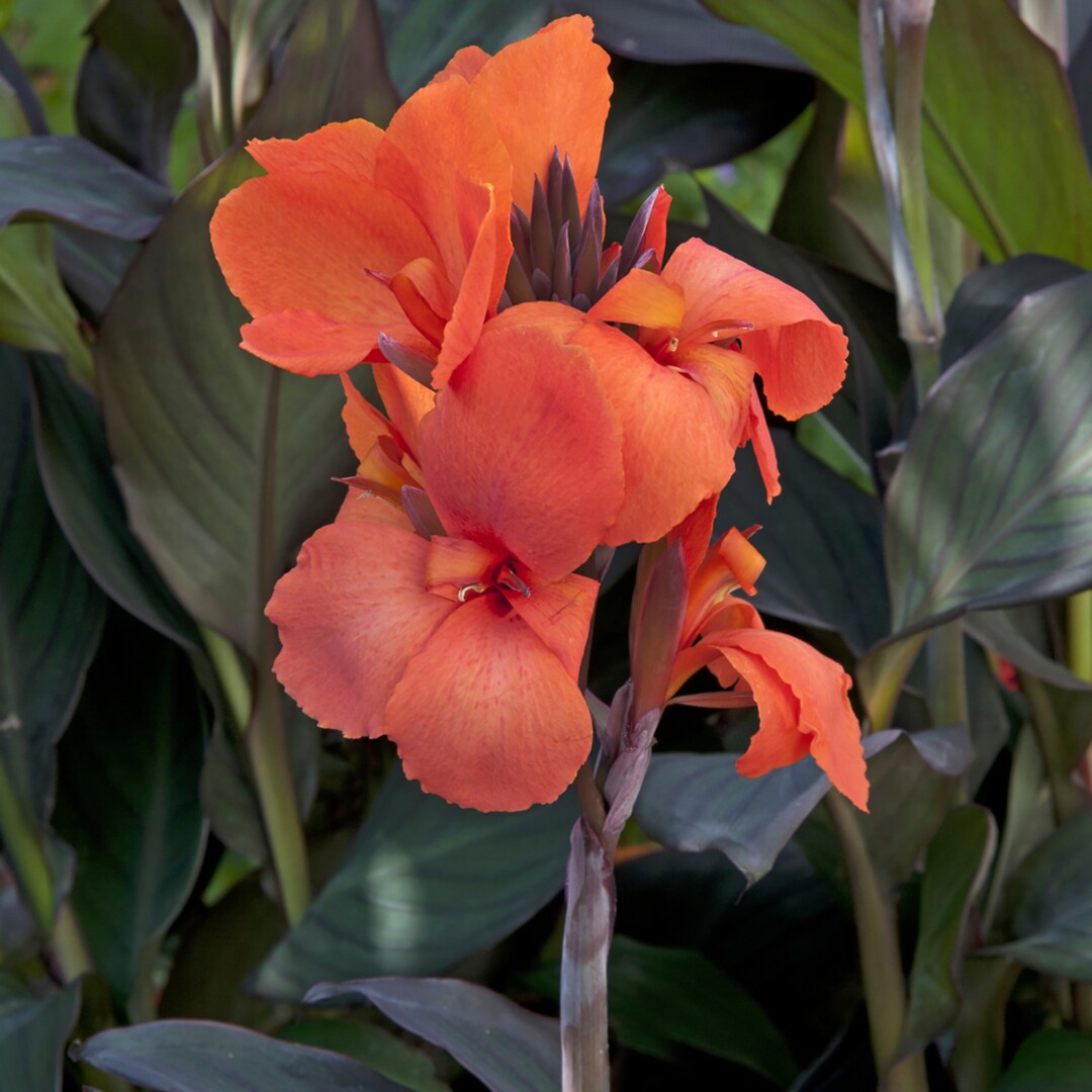 Canna Cannova Orange Bronze Leaf