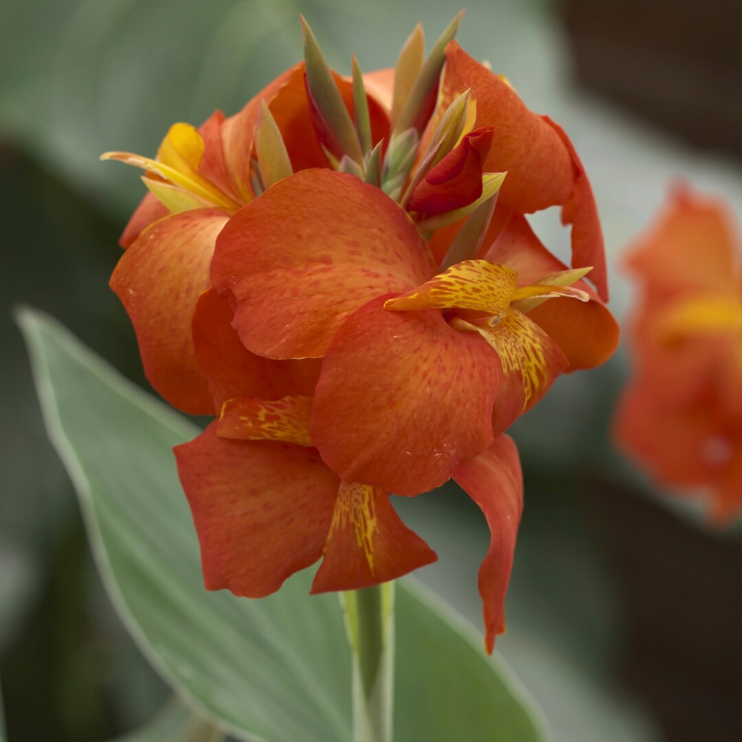 Canna Cannova Orange Shades