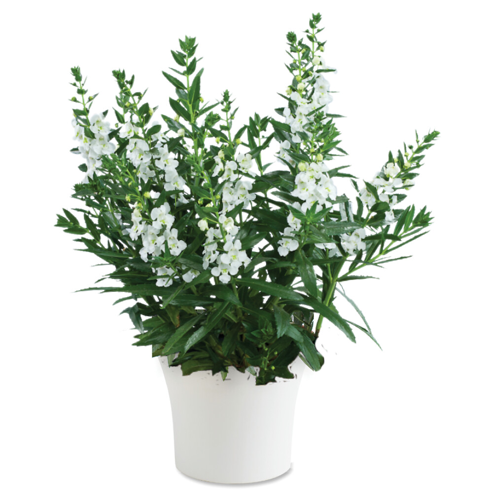 Angelonia angustifolia Alonia™ Big Snow