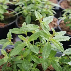 Aloysia citrodora Freshman