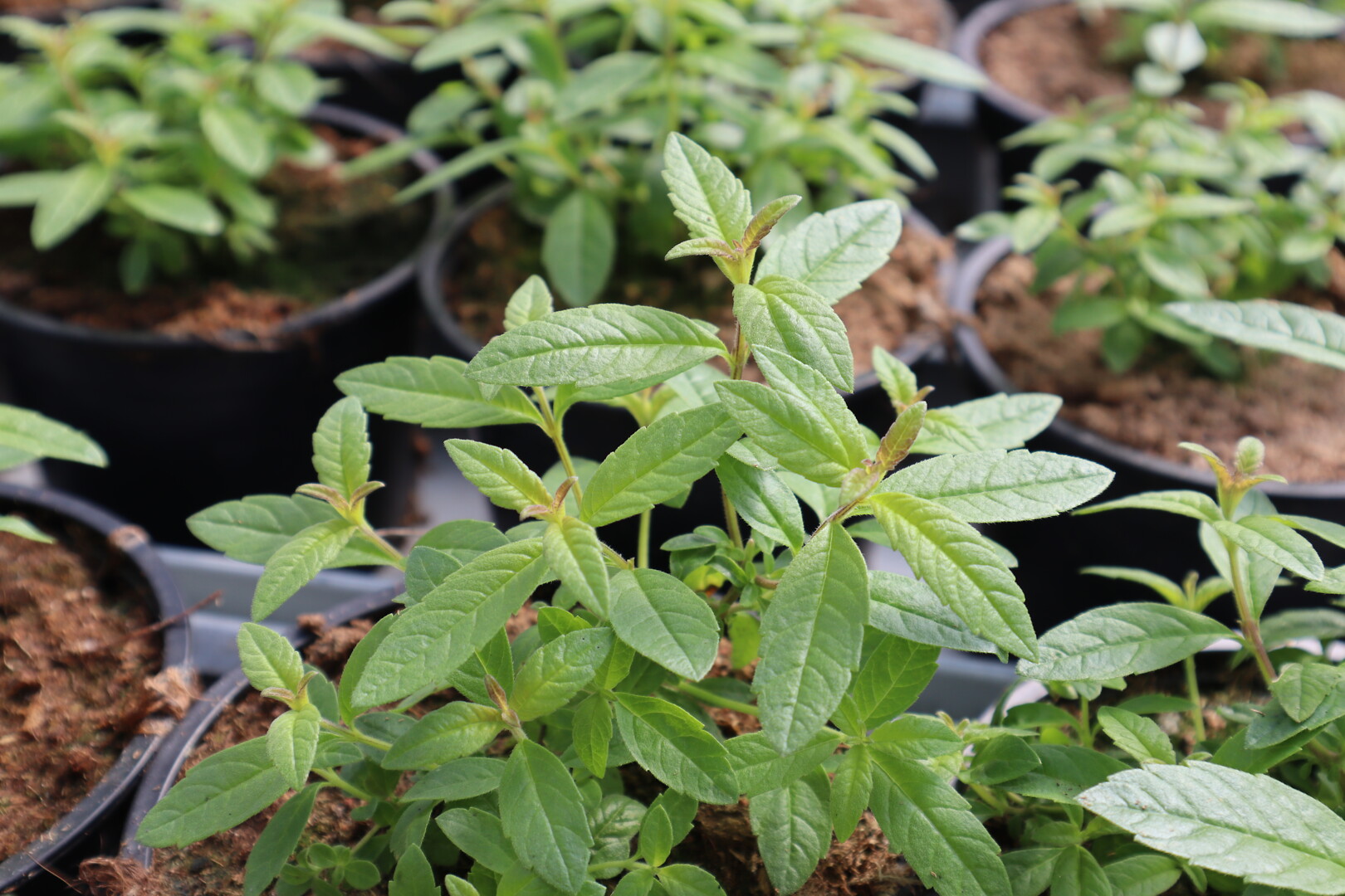Aloysia citrodora Freshman