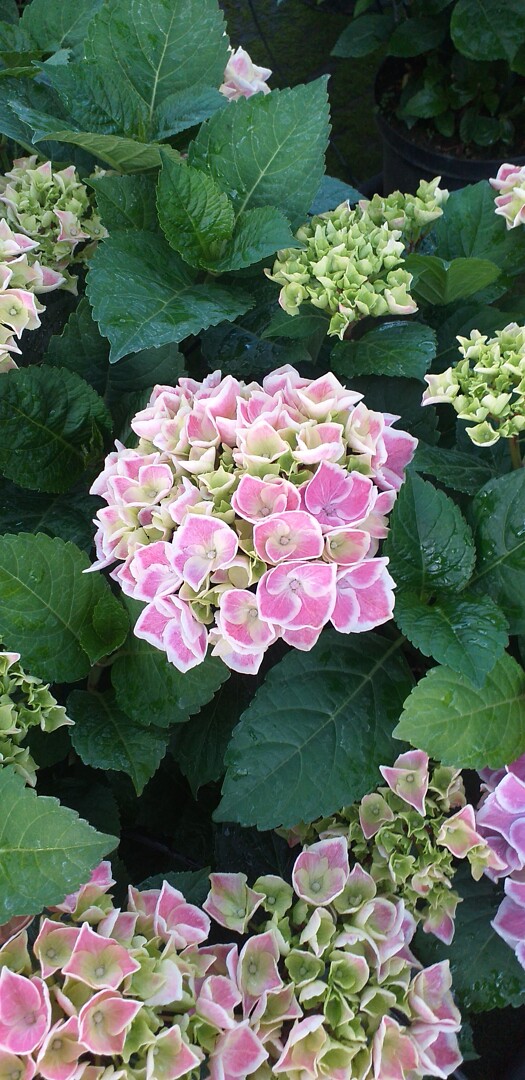 Hydrangea macrophylla Candy Heart (Blue)